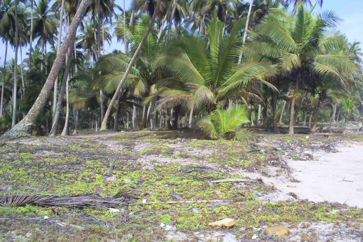 eikwe beach view shoreline to inside oct2009