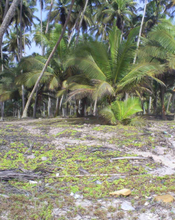 eikwe beach view shoreline to inside oct2009