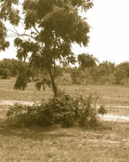 dodowa land 1