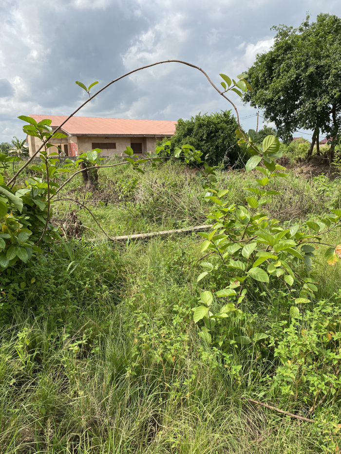 Registered 100 Acres FARM LANDS At Adeiso Eastern Region Ghana registered-100-acres-farm-lands-at-adeiso-eastern-region-ghana